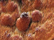 Hairy Fungal Growth on Tree (micro shot)