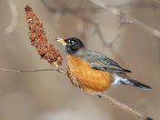 American robin