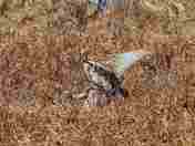 Coupling Sandhill Cranes