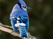 Bluejay
