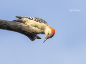 Red-bellied woodpecker