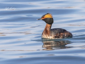 Horned grebe