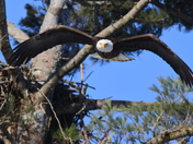 Bald Eagle 
