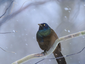 Spring Snow & Grackle
