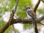 Backlit Kookaburra