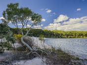 Boorangoora Paperbark