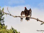 Turkey Vulture