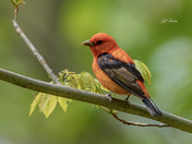 Scarlet tanager