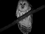 Nocturnal Owl Survey