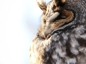 Long-eared owl