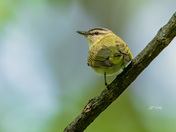 Red-eyed vireo
