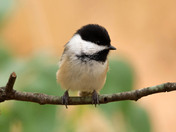 Black capped Chickadee 