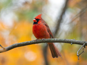 Male Cardinal