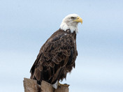Bald Eagle 