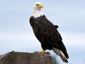 Bald Eagle 