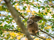 Juvenile great horned owl