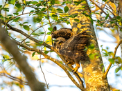 Juvenile great horned owl