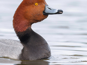 Redhead duck
