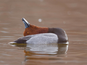 Redhead duck