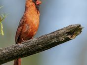 Male northern cardinal