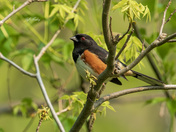 Eastern towhee