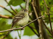 Least flycatcher