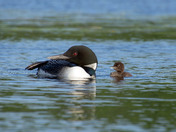 Common Loon with chick 