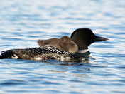 Common Loon with chick 