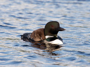 Common Loon with chick 