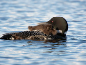 Common Loon with chick 