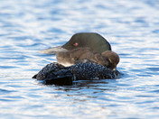 Common Loon with chick 