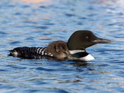 Common Loon with chick 