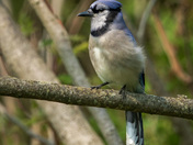Bluejay