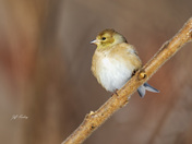 American goldfinch