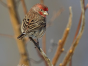 Male house finch 