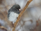 Dark-eyed junco