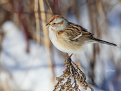 American tree sparrow