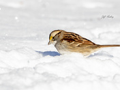 White-throated sparrow