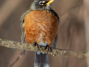 American robin