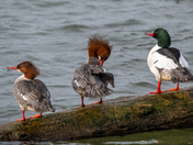 Merganzers on the Fraser River