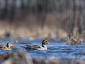 Northern Pintail Pair