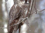 Manitoba's Provincial Bird!