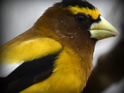 Male Evening Grosbeak