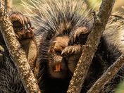 Sleepy Porcupine