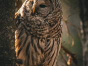 Barred Owl