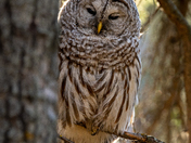 Barred Owl
