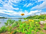 Standing Tall... (Ottawa, Ontario) 