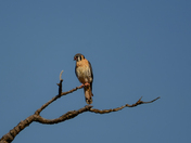 American Kestrel