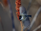 Black-capped chickadee