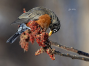 American robin